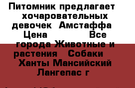 Питомник предлагает 2-хочаровательных девочек  Амстаффа › Цена ­ 25 000 - Все города Животные и растения » Собаки   . Ханты-Мансийский,Лангепас г.